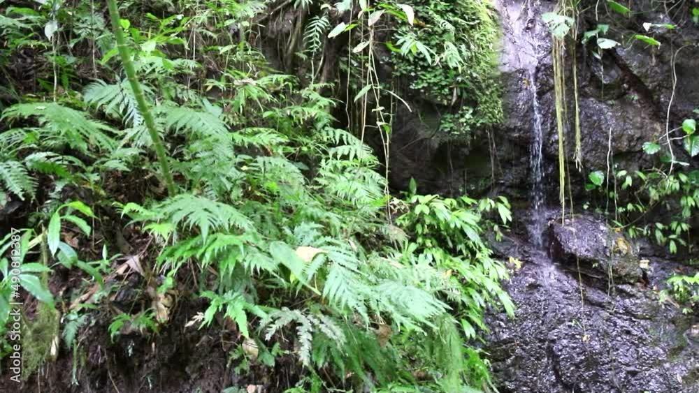 Beautiful waterfall in the jungle of Costa Rica Beautiful waterfall in the jungle of Costa Rica