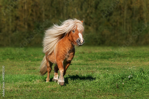 Beautiful miniature shetland breed pony stallion running in the field in summer