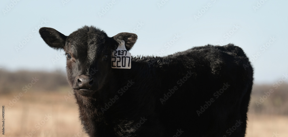 Fototapeta premium Black angus calf portrait close up on beef cow farm or ranch.