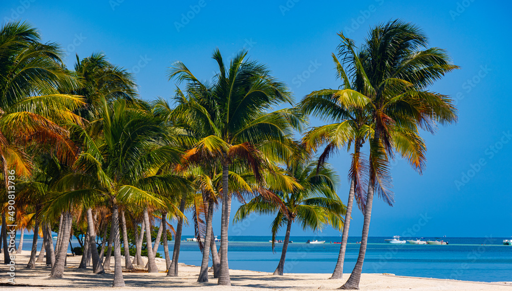 Wonderful tropical paradise beach with Palm trees