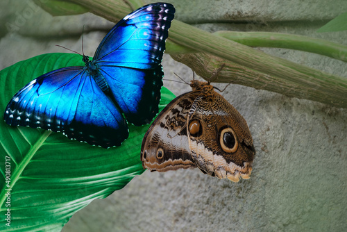 Beautiful closeup of two Peleides blue morpho butterflies, one with open and one with closed wings, Tropical butterfly specie from America photo