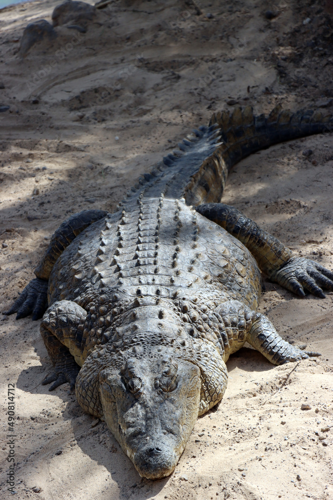 Fototapeta premium Nilkrokodile (Crocodylus niloticus) im Oasis Park