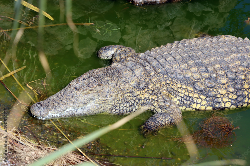 Nilkrokodile (Crocodylus niloticus) im Oasis Park Nilkrokodile (Crocodylus niloticus) im Oasis Park