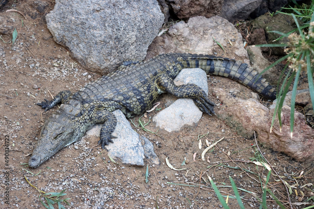 Nilkrokodile (Crocodylus niloticus) im Oasis Park Nilkrokodile (Crocodylus niloticus) im Oasis Park
