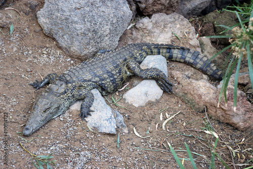 Nilkrokodile  Crocodylus niloticus  im Oasis Park