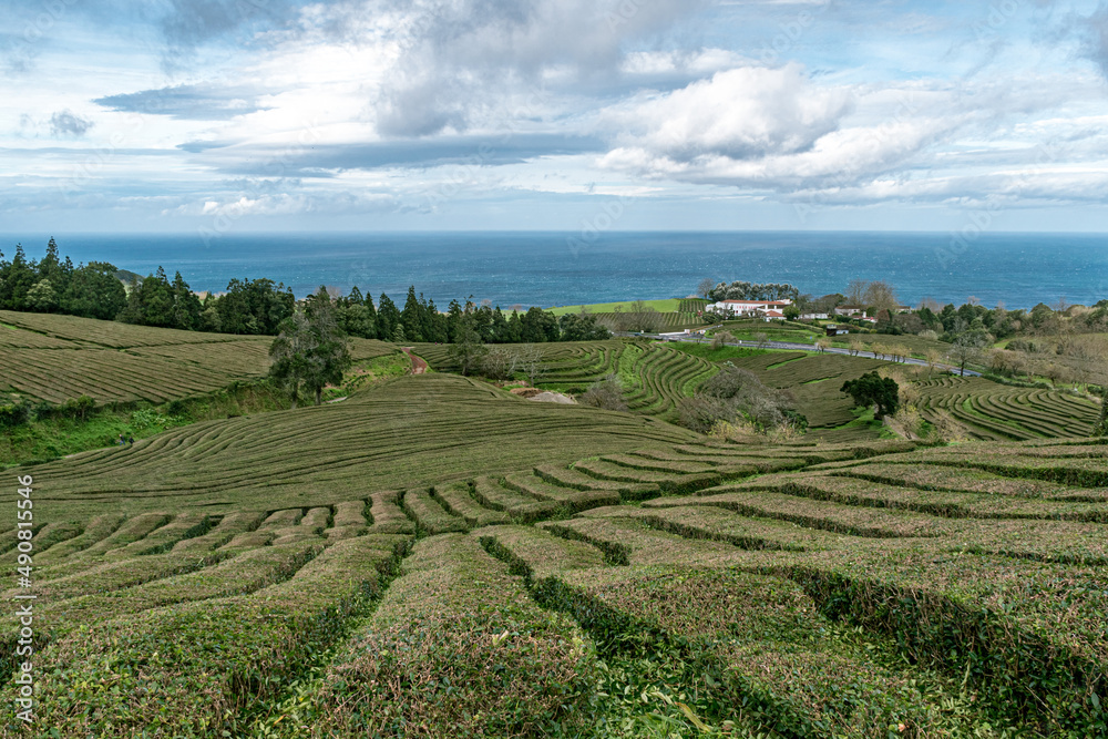 Tea plantation in Sao Miguel island (Azores, Portugal)