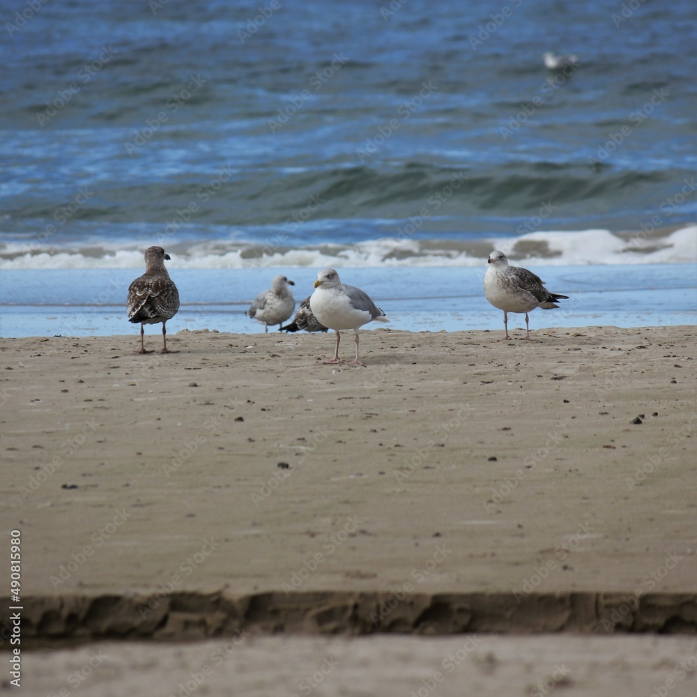 Adult grey and white herring gulls and young gulls on the beach Adult grey and white herring gulls and young gulls on the beach