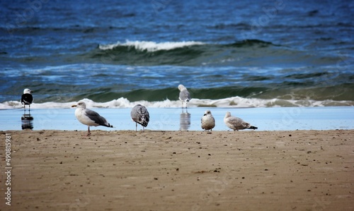 Flock of gulls on the beach