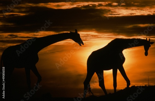 Pair of Masai giraffe moving at sunset