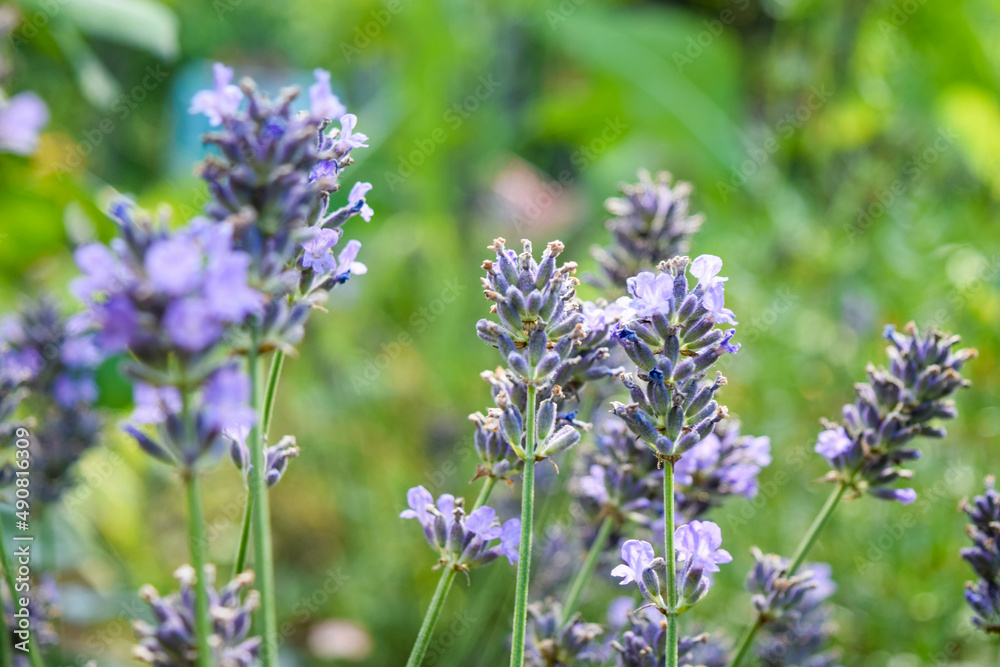 Lavender bloom bees on lavender summer Lavender bloom bees on lavender summer