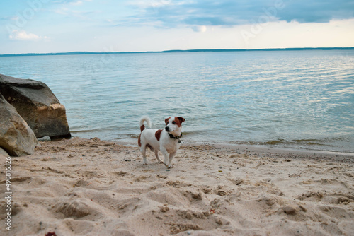 dog on the beach