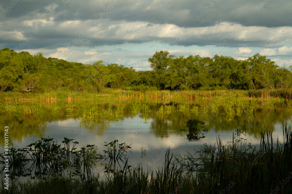 Panorama view of the lake, reeds, and green forest in Pre Delta national Park in Entre Ríos, Argentina. Beautiful sky and vegetation reflection in the water surface.
