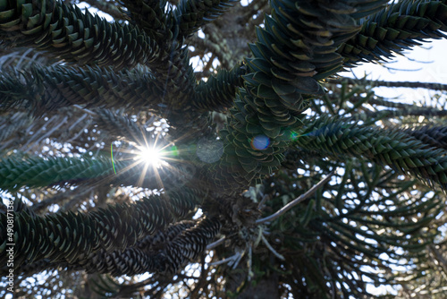 Closeup view of an Araucaria araucana, also known as Monkey Puzzle Tree, beautiful green leaves foliage and sun, creating a lens flare. photo