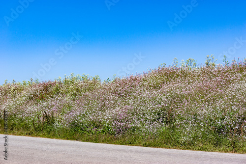 Road with flowers along the coast, Central California, USA