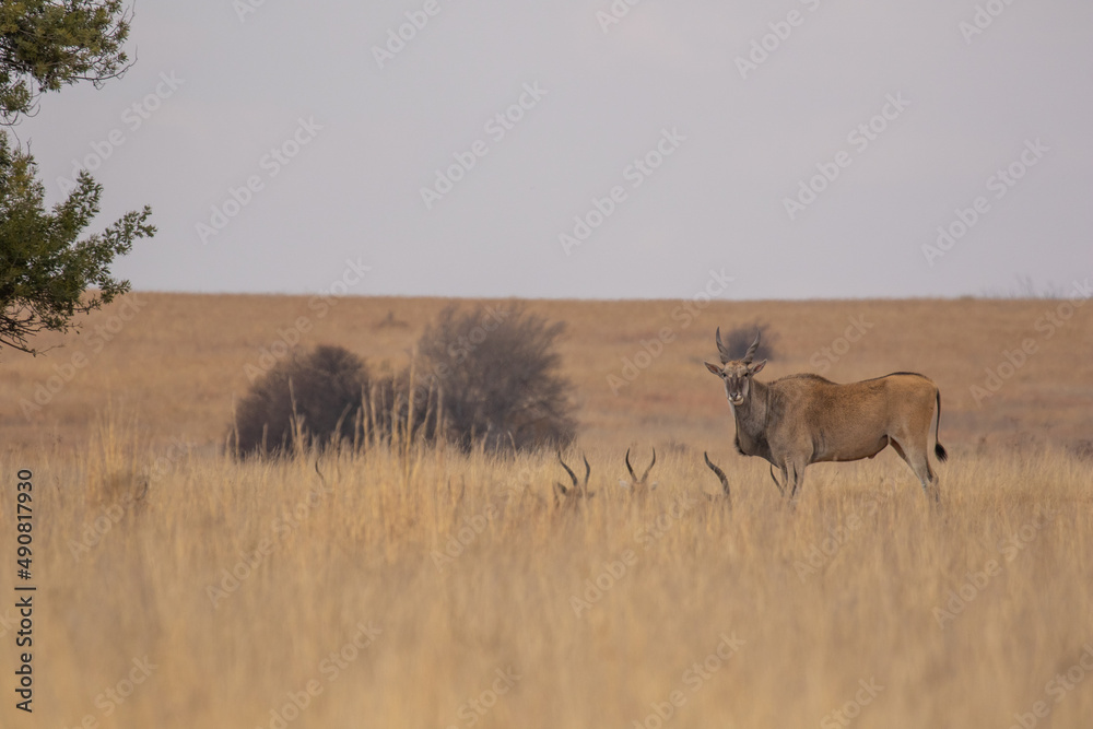 Fototapeta premium Common Eland, Pilanesberg National Park