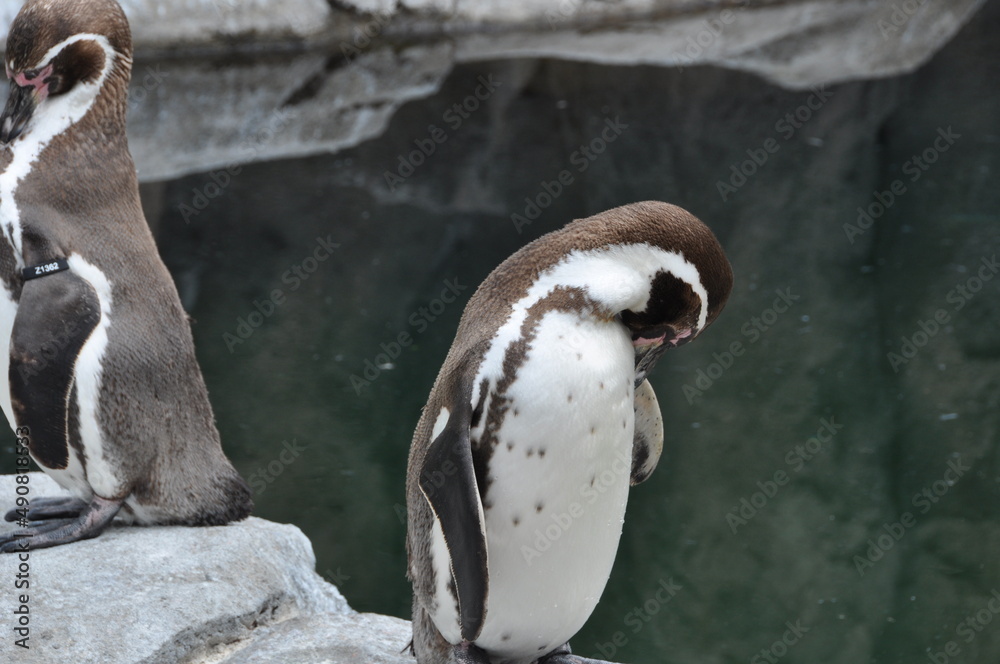 Naklejka premium Animals