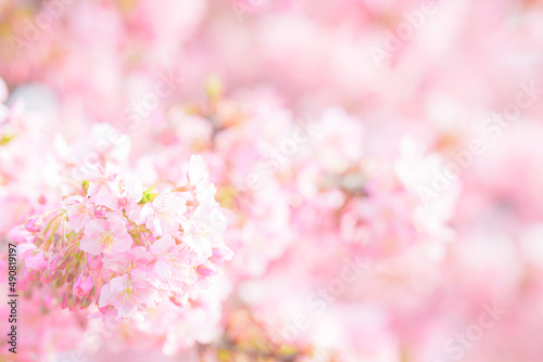 背景に使いやすいピンクの桜 © kapinon