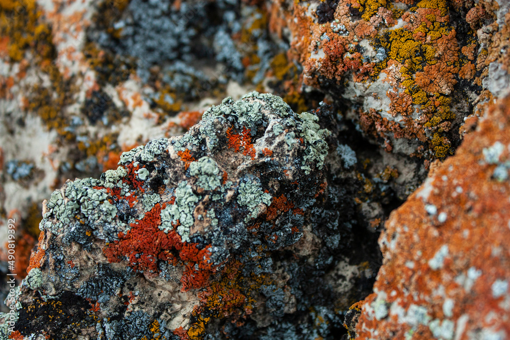 Lichen Lichen