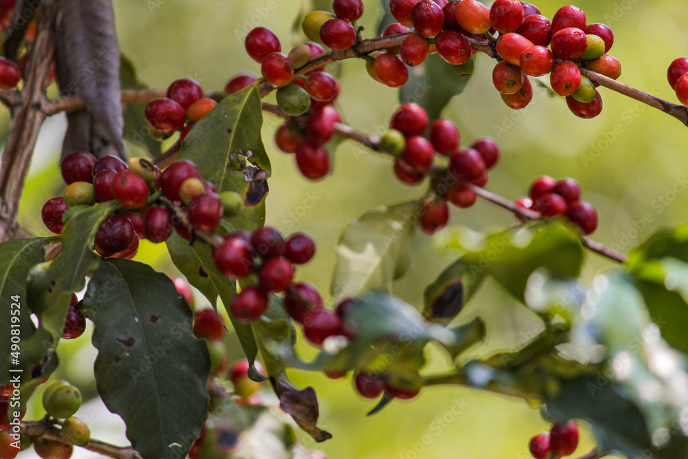 A coffee tree close-up. Red coffee beans. A coffee tree close-up. Red coffee beans.
