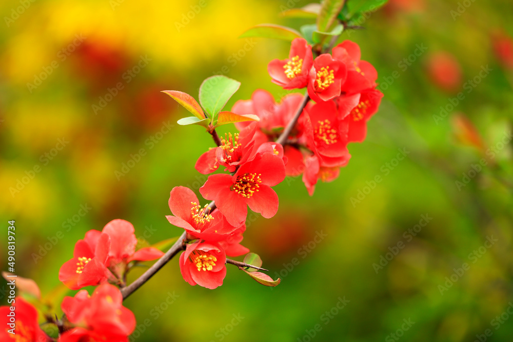 Flowers of Chaenomeles speciosa Flowers of Chaenomeles speciosa