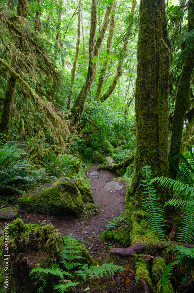 Obraz premium Trail at Sweet Creek