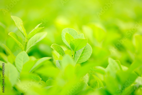 Green Buxus Sempervirens Bush Background.
