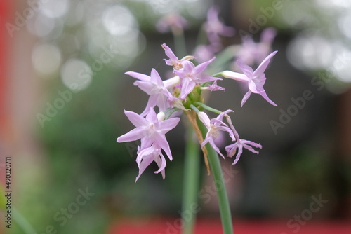 close up of a flower