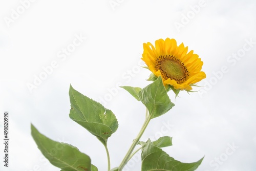 sunflower on white background