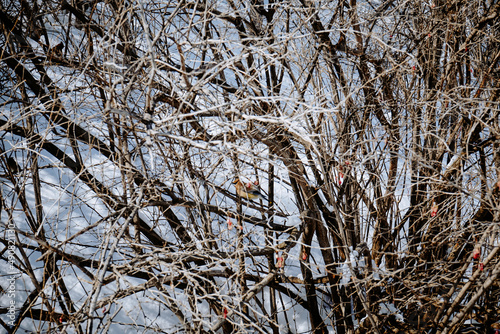 bird in the snow