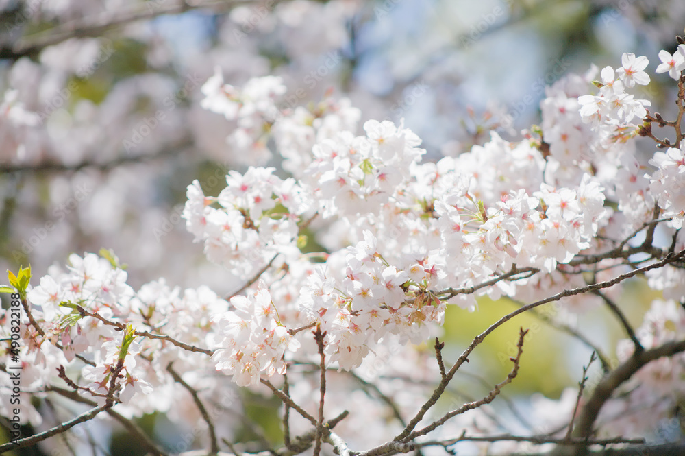 桜の花のクローズアップ
桜の花のクローズアップ