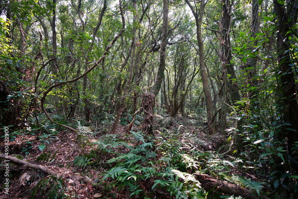 fascinating primeval forest with old trees and fern