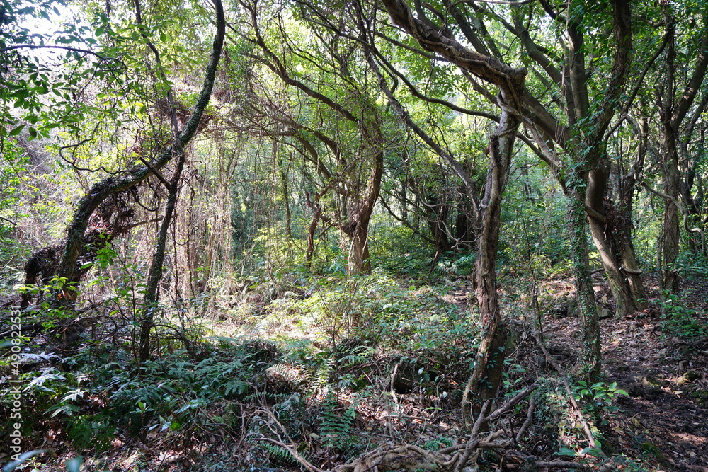 refreshing thick wild forest in the sunlight
refreshing thick wild forest in the sunlight