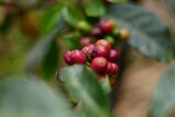 Close Up of coffee cultivation in Guatemala
