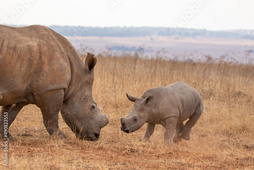 White rhino with calf  South Africa