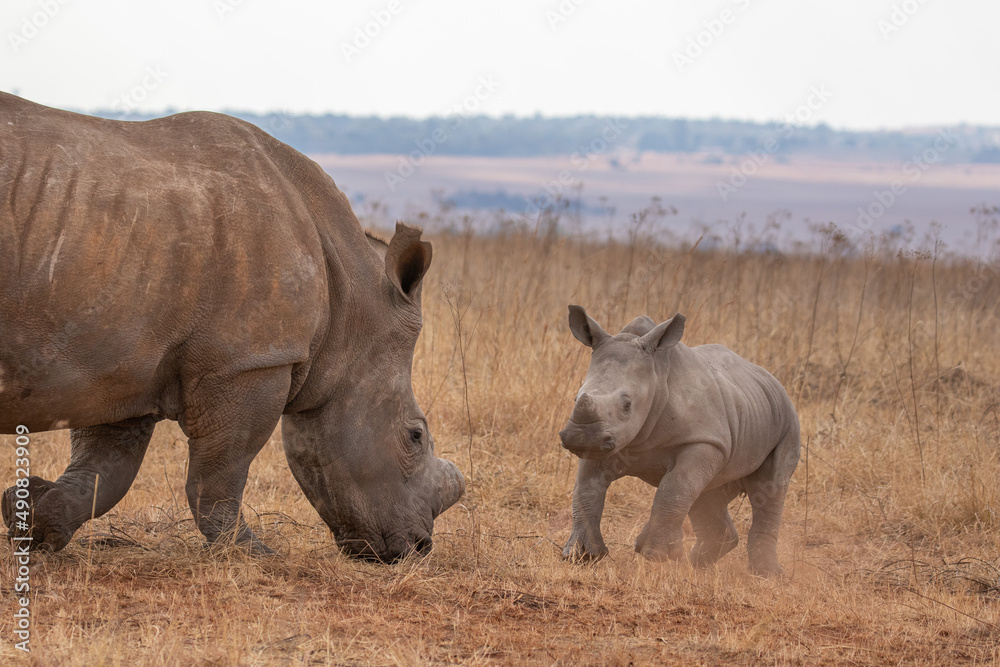 Obraz premium White rhino with calf, South Africa