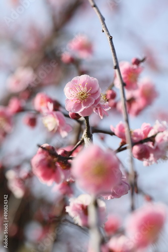 日本の梅園の梅 © aki_insta212