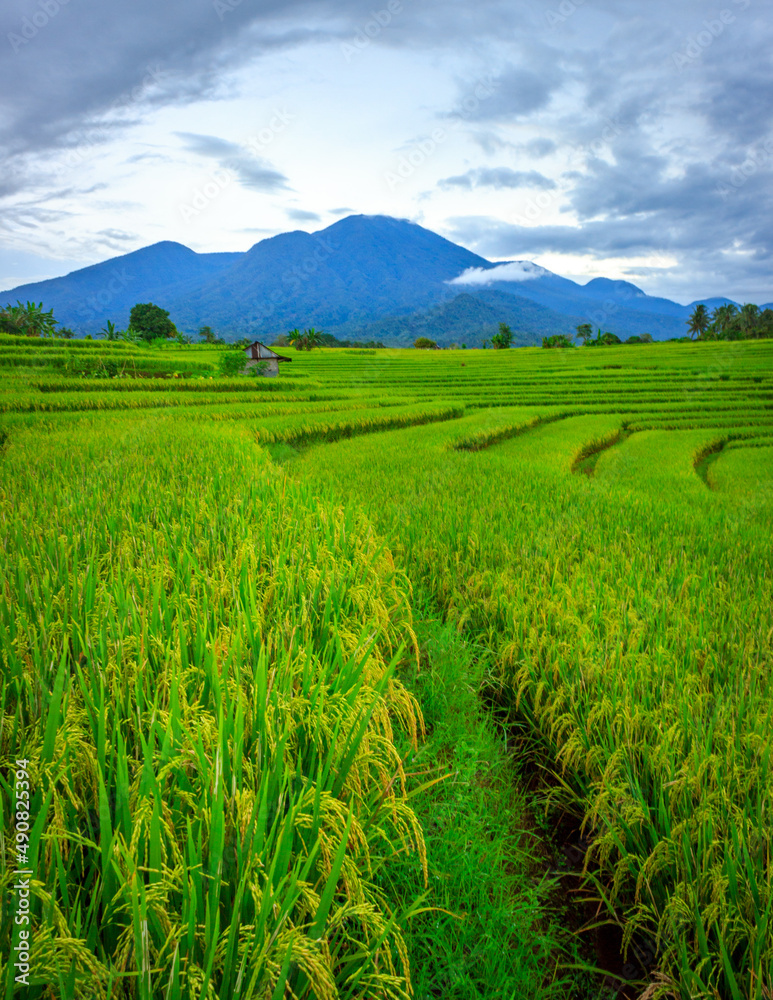 beautiful morning view with a cold atmosphere in the rice fields