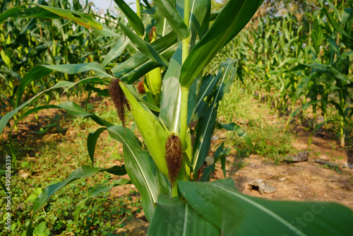 Corn field close up. Selective focus.Green Maize Corn Field Plantation in Summer Agricultural Season. © somchai