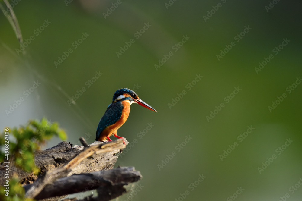 Fototapeta premium Commone Kingfisher at Bharatpur India