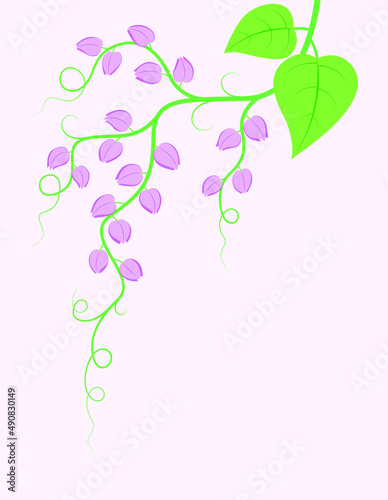Vine pink floral (Mexican Creeper)