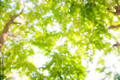 Abstract blurred green tree leaf sun shine background © themorningglory