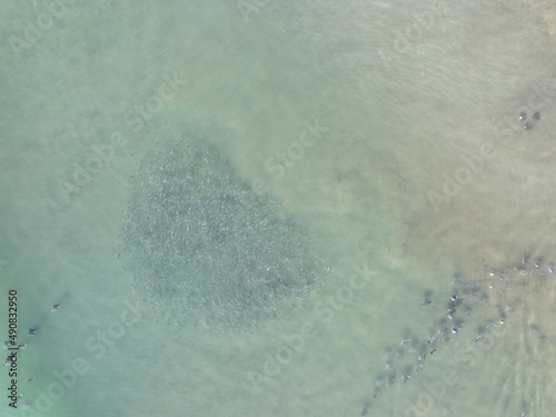 Fish in a feeding frenzy from a drone. photo