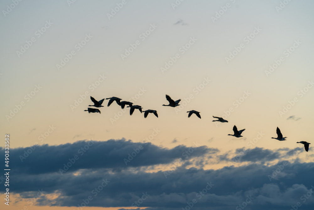 flock of wild geese in the sky flock of wild geese in the sky