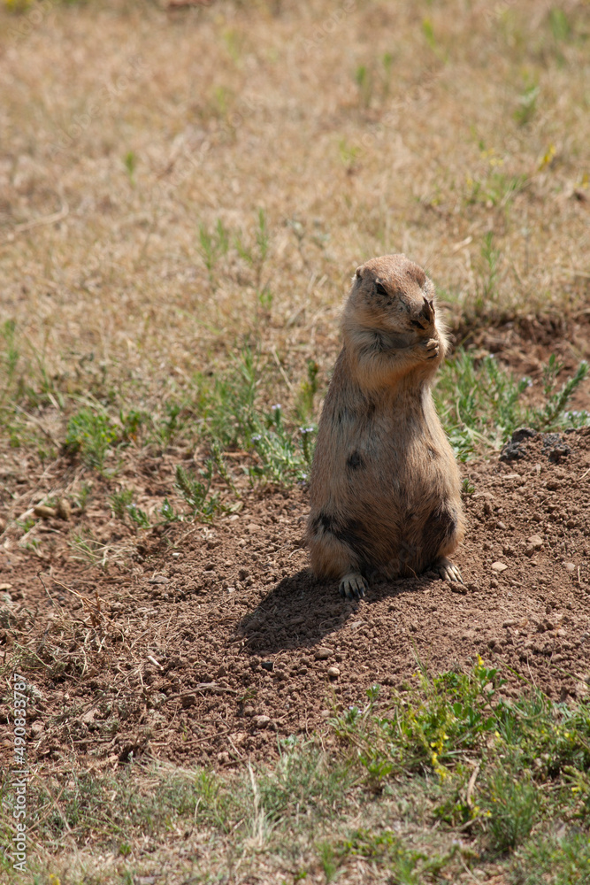 Prairie Dog Prairie Dog