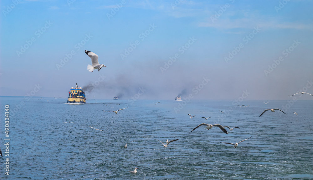 Fototapeta premium Seagulls flying high with widespread wings towards light against a blue sky, the inspirational concept of freedom and aspiration. Seagull flying at the seaside on a warm sunny day.