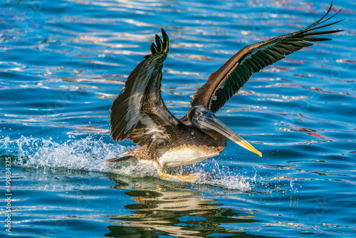 A brown pelican landing