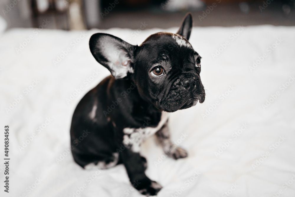cute black and white french bulldog puppy on a white bed. 