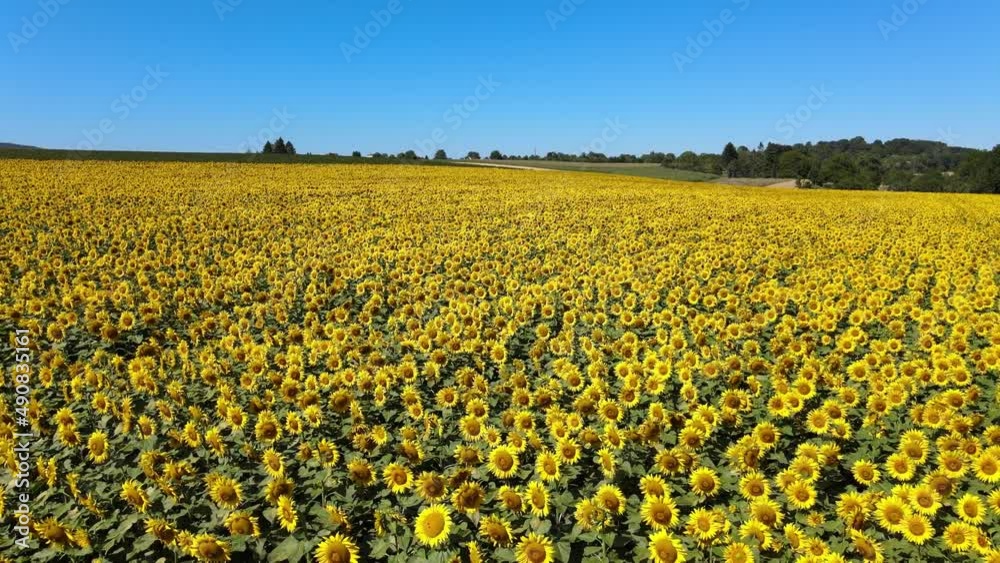 field of sunflowers in spring field of sunflowers in spring