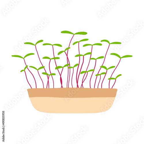  Pot of microgreens. Microgreens peas, radish, onion, arugula. sunflower, beets and others. Vector illustration isolated on white background. Drawn style.