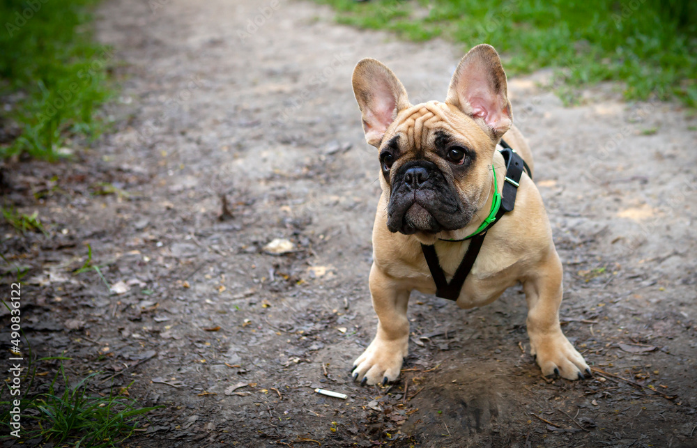Portrait of a funny French bulldog puppy.. Portrait of a funny French bulldog puppy..